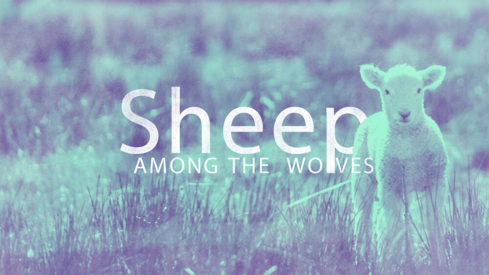Sheep Among the Wolves Image